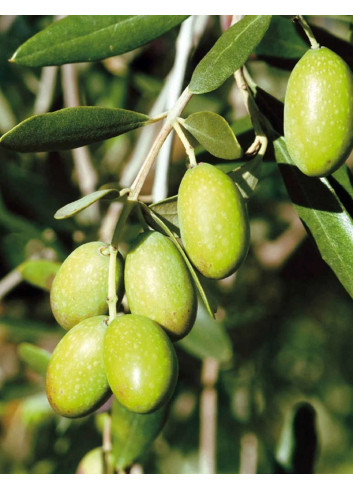 OLEA EUROPAEA