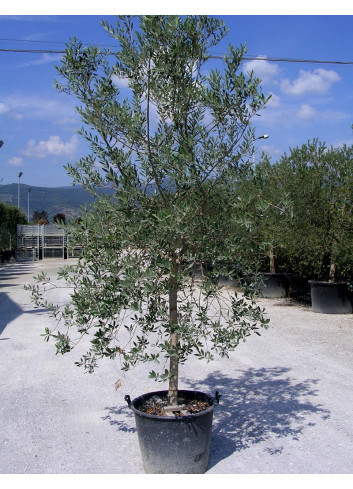 OLEA EUROPAEA