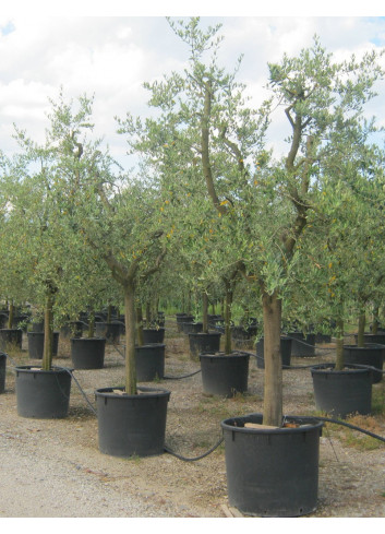 OLEA EUROPAEA