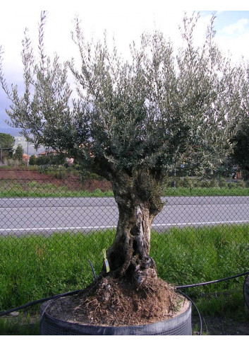 OLEA EUROPAEA