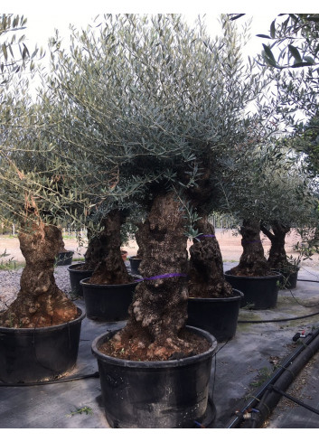 OLEA EUROPAEA