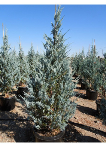 JUNIPERUS scopulorum MOONGLOW