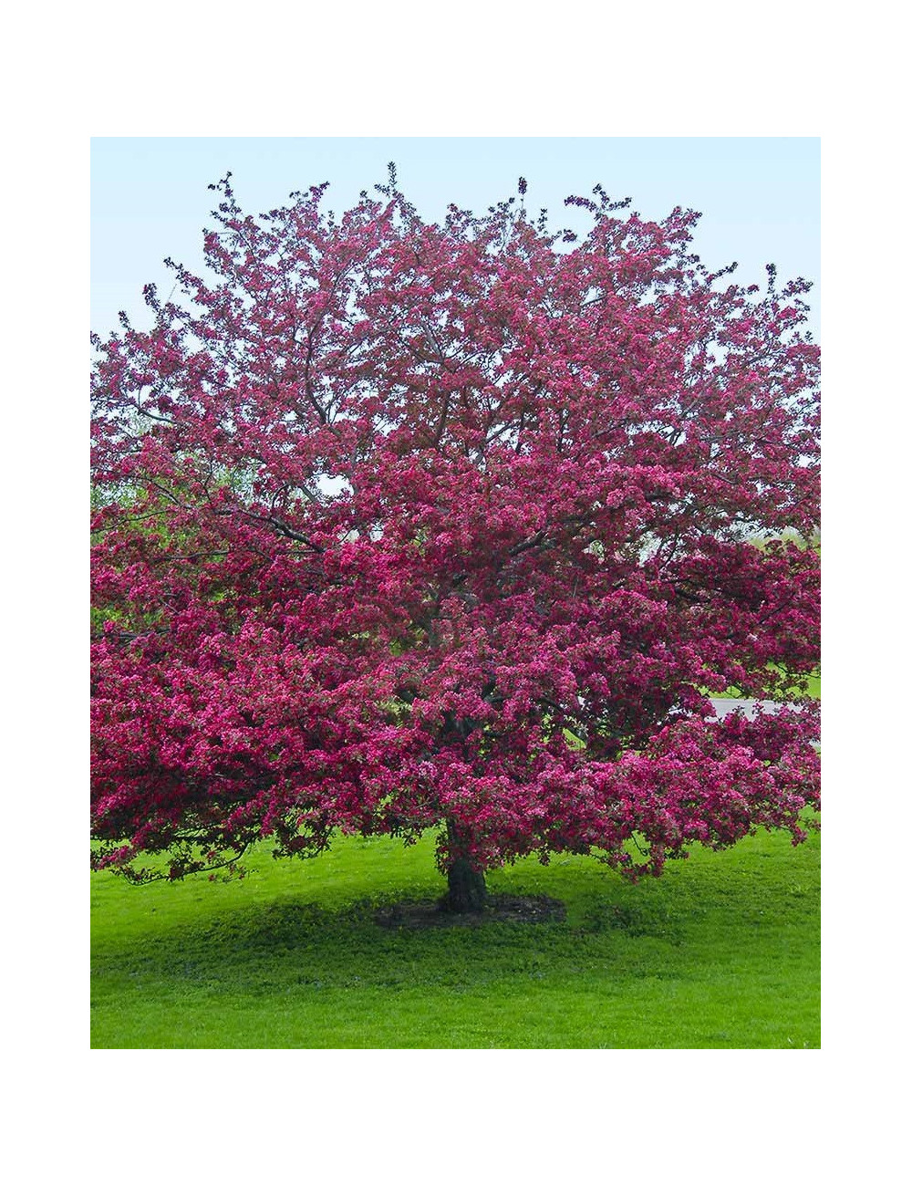 MALUS PROFUSION