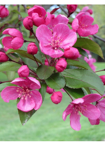 MALUS PROFUSION