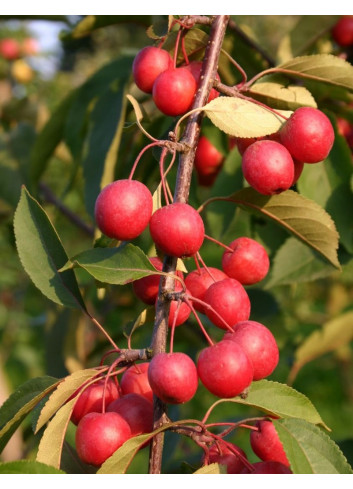 MALUS PROFUSION