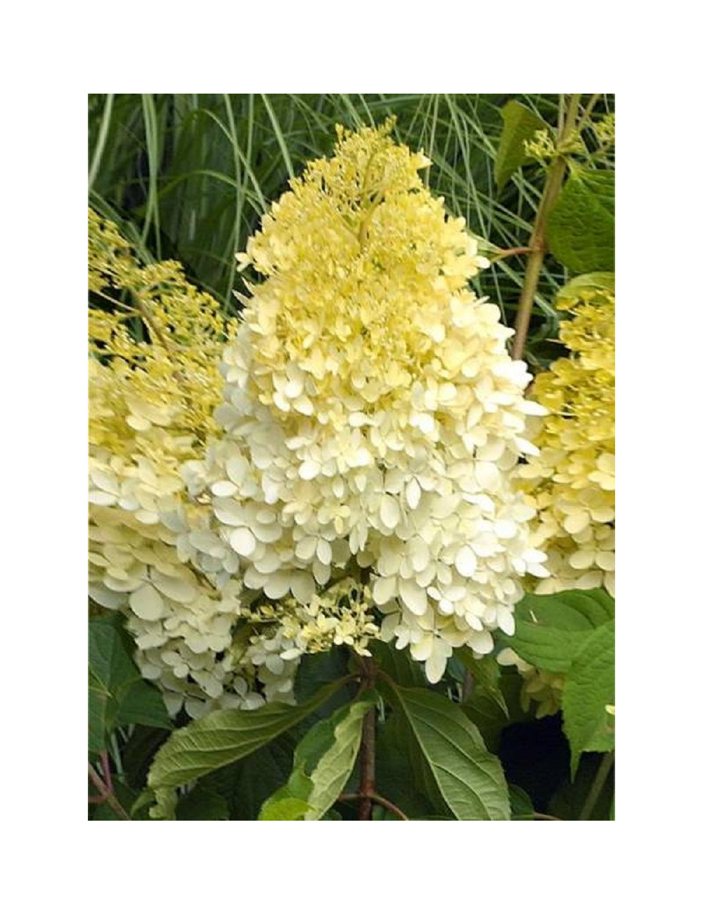 HYDRANGEA paniculata LIMELIGHT