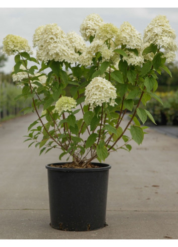 HYDRANGEA paniculata En pot de 10-12 litres