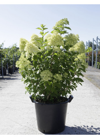 HYDRANGEA paniculata En pot de 35-50 litres