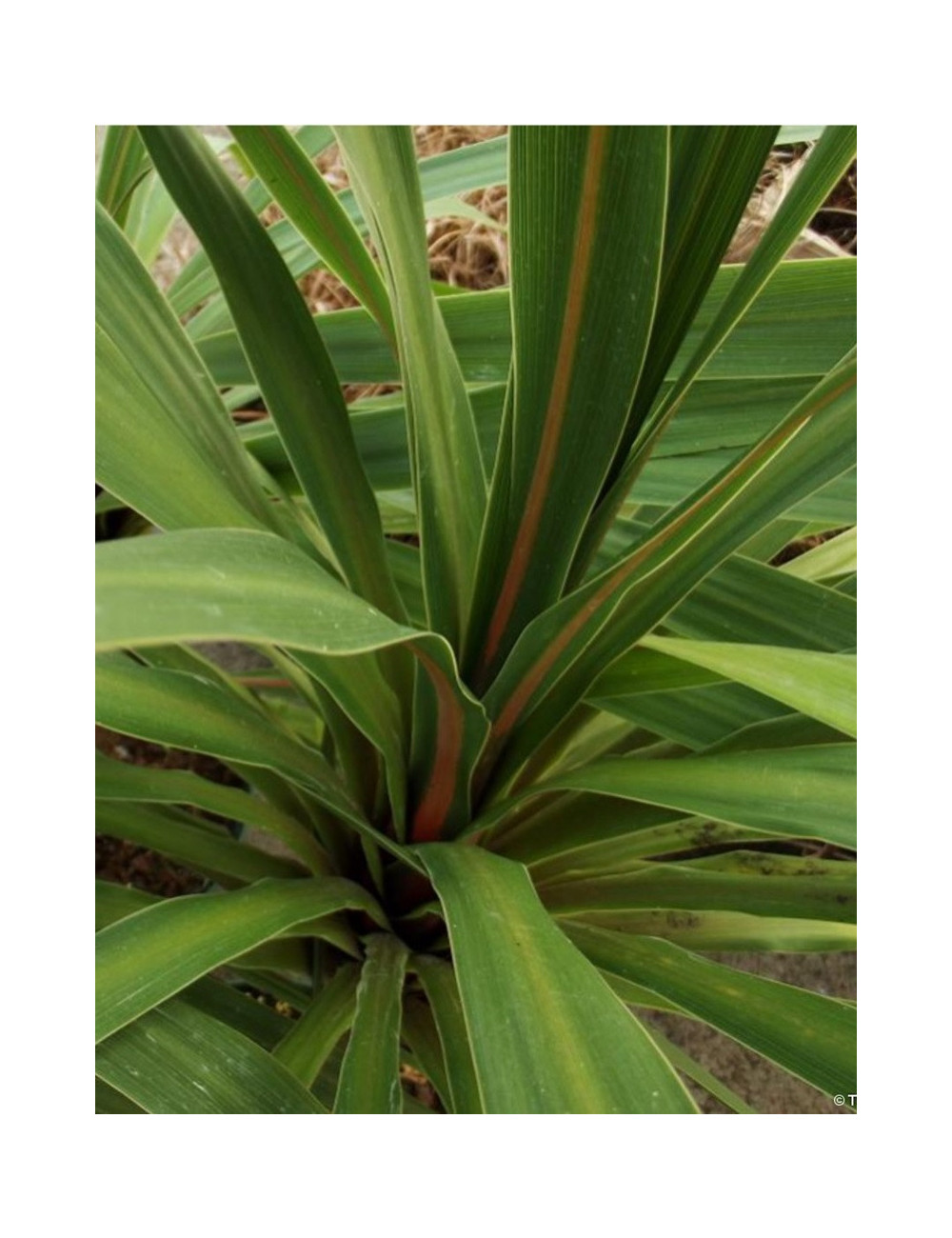 CORDYLINE australis PEKO