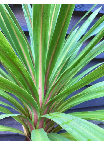 CORDYLINE australis PEKO