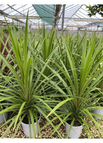 CORDYLINE australis PEKO