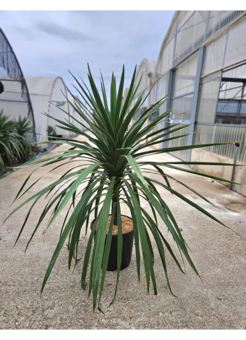 CORDYLINE australis PEKO En pot de 15-20 litres