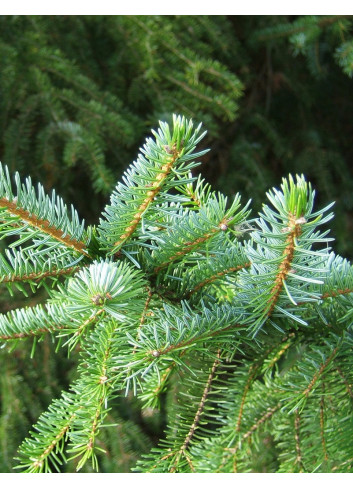 PICEA omorika (Épicéa de Serbie)