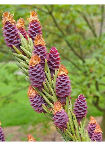 PICEA omorika (Épicéa de Serbie)