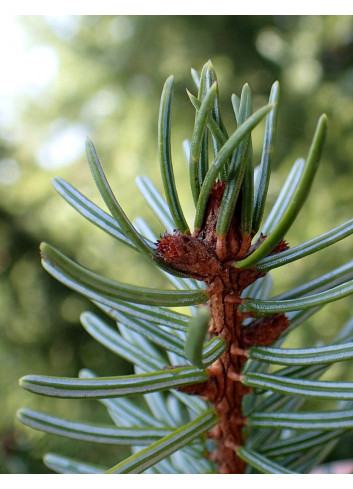 PICEA omorika (Épicéa de Serbie)