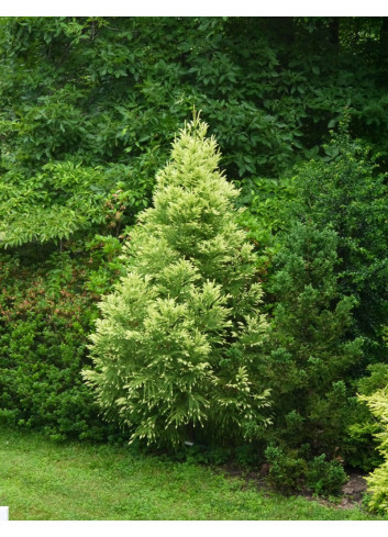 CRYPTOMERIA japonica SEKKAN SUGI