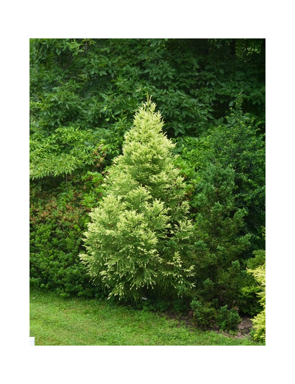 CRYPTOMERIA japonica SEKKAN SUGI