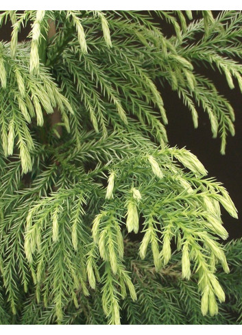 CRYPTOMERIA japonica SEKKAN SUGI