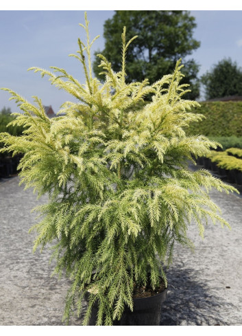 CRYPTOMERIA japonica SEKKAN SUGI