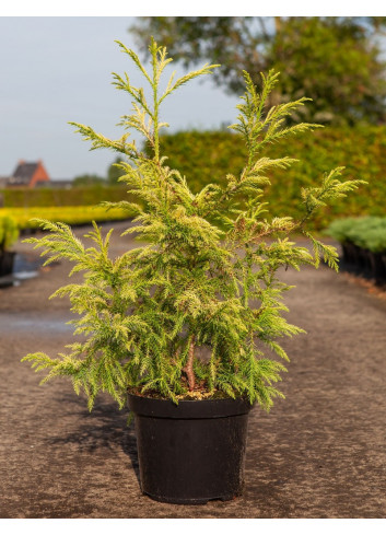 CRYPTOMERIA japonica SEKKAN SUGI En pot de 10-12 litres