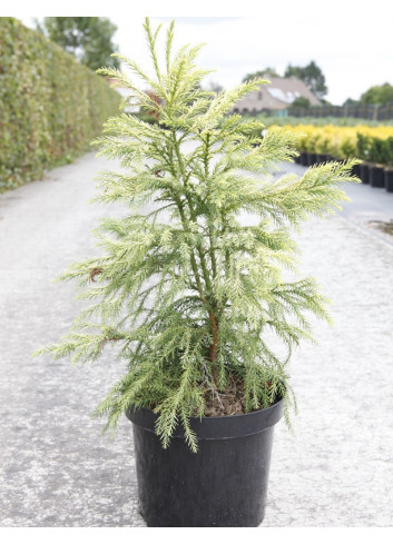 CRYPTOMERIA japonica SEKKAN SUGI En pot de 15-20 litres