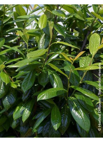 PRUNUS laurocerasus NOVITA