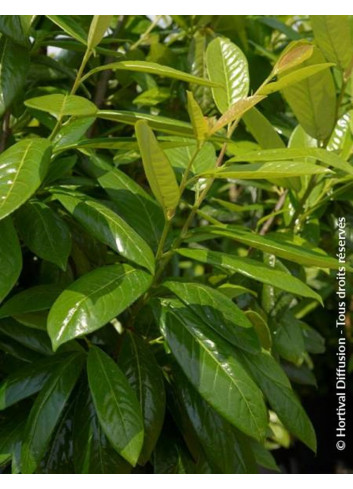 PRUNUS laurocerasus NOVITA