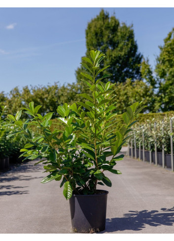 PRUNUS laurocerasus NOVITA En pot de 15-20 litres