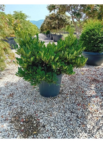 DISTYLIUM myricoides BLUE CASCADE En pot de 30-35 litres