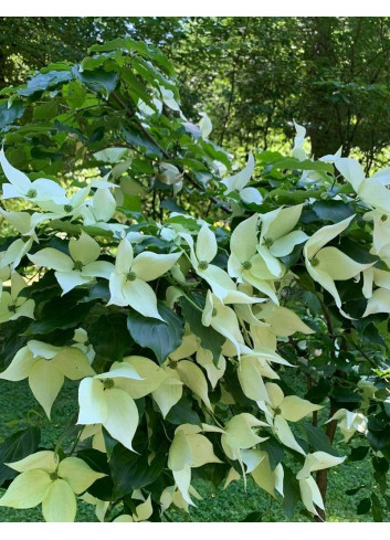 CORNUS kousa ROBERT'S SELECT