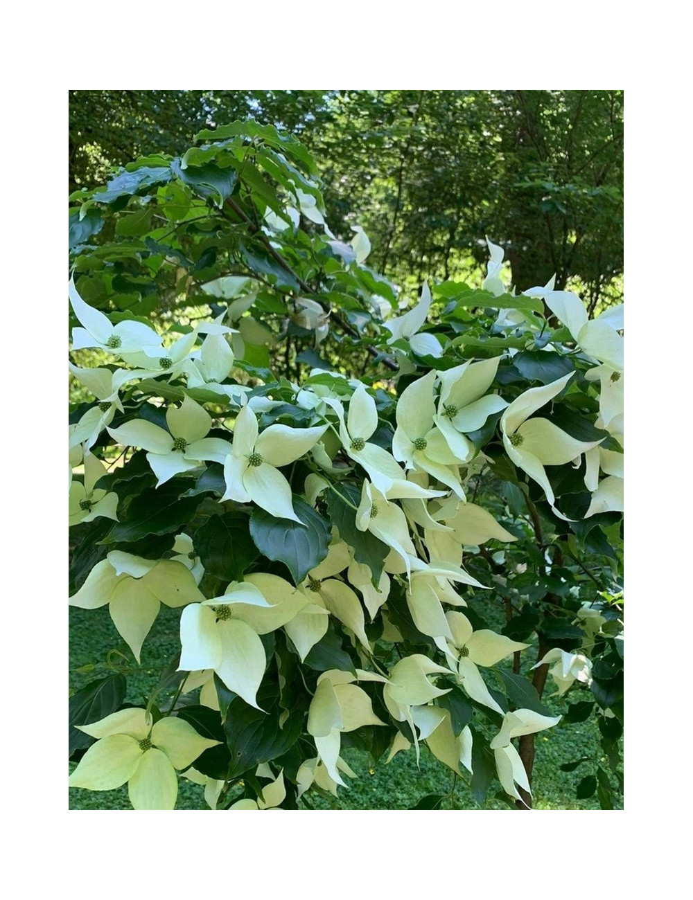 CORNUS kousa ROBERT'S SELECT