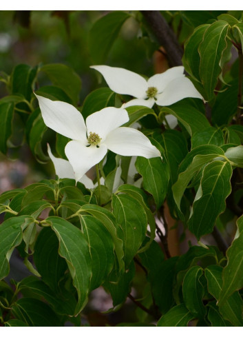 CORNUS kousa ROBERT'S SELECT