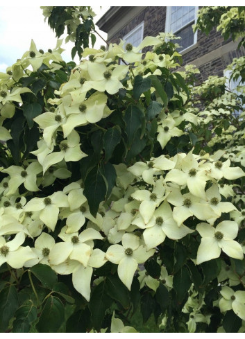 CORNUS kousa ROBERT'S SELECT