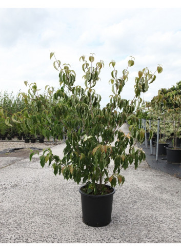 CORNUS kousa ROBERT'S SELECT En pot de 25-30 litres