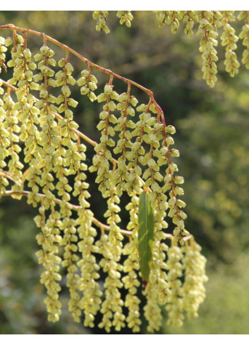 STACHYURUS salicifolius