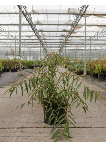 STACHYURUS salicifolius En pot de 10-12 litres