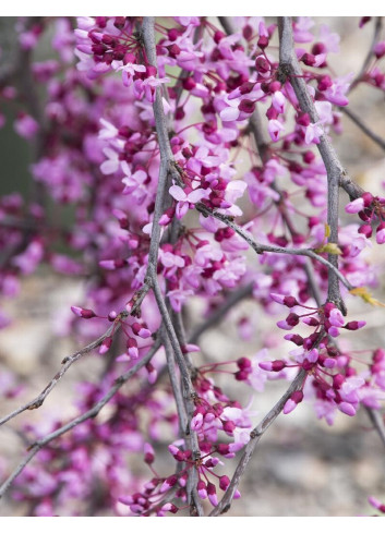 CERCIS canadensis LAVENDER TWIST