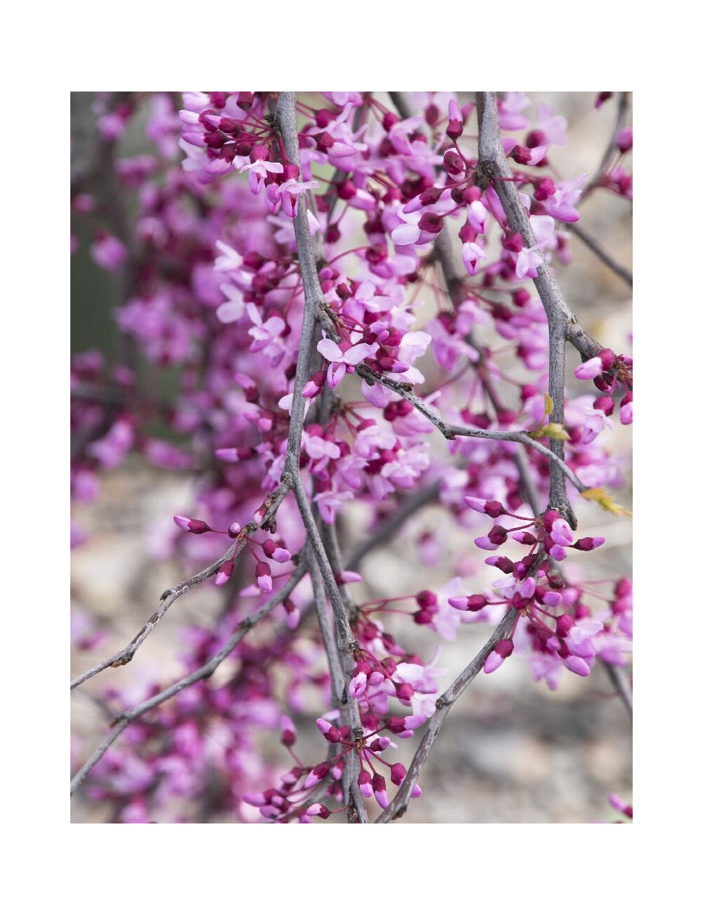 CERCIS canadensis LAVENDER TWIST