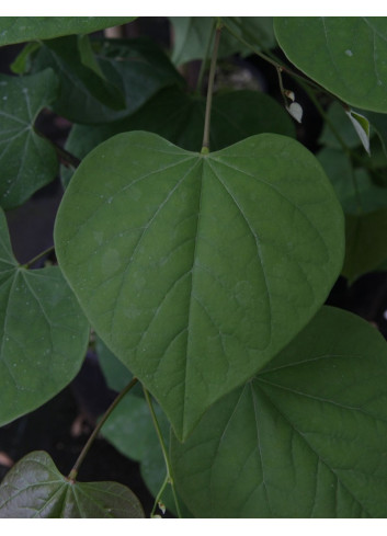 CERCIS canadensis LAVENDER TWIST