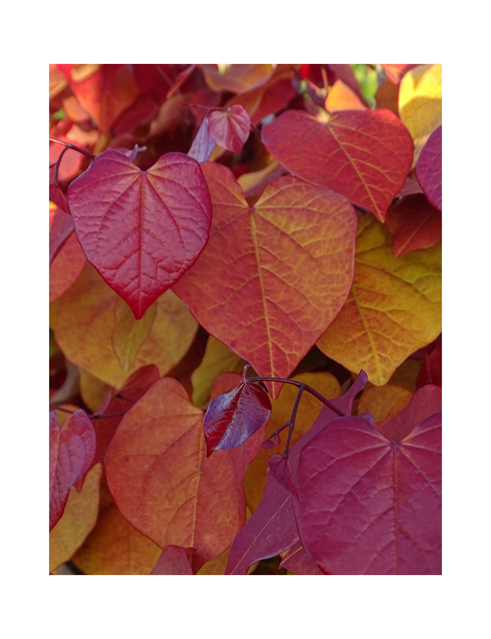 CERCIS CANADENSIS ETERNAL FLAME®