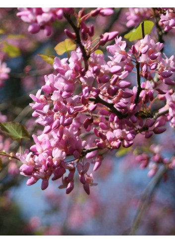 CERCIS CANADENSIS ETERNAL FLAME®