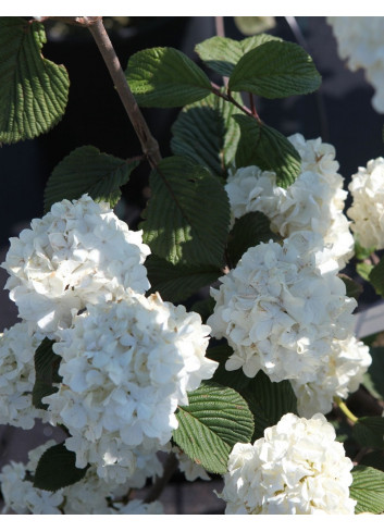 VIBURNUM plicatum GRANDIFLORUM®