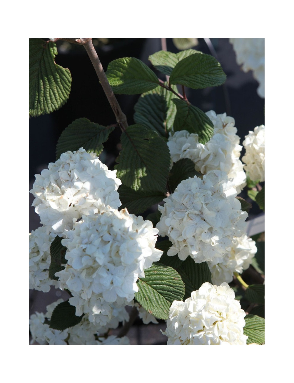 VIBURNUM plicatum GRANDIFLORUM®