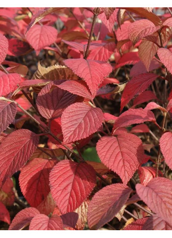 VIBURNUM plicatum GRANDIFLORUM®