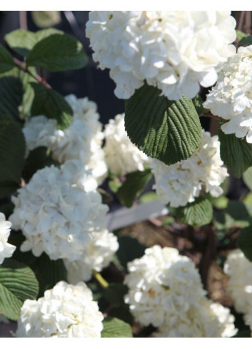 VIBURNUM plicatum GRANDIFLORUM®