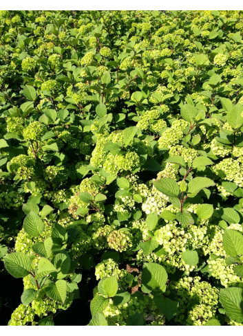 VIBURNUM plicatum GRANDIFLORUM®