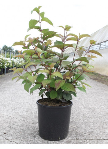 VIBURNUM plicatum GRANDIFLORUM® En pot de 12-15 litres