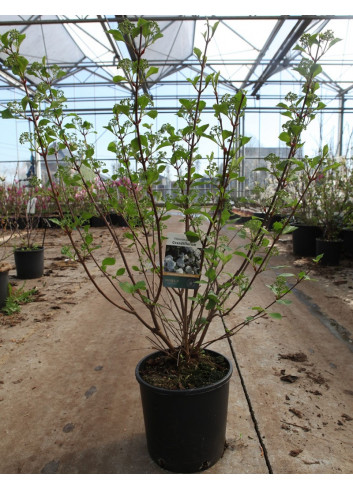 VIBURNUM plicatum GRANDIFLORUM® En pot de 12-15 litres