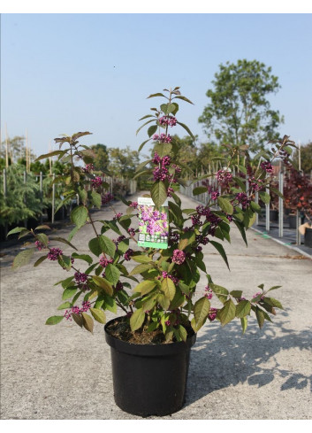 CALLICARPA bodinieri PROFUSION En pot de 10-12 litres