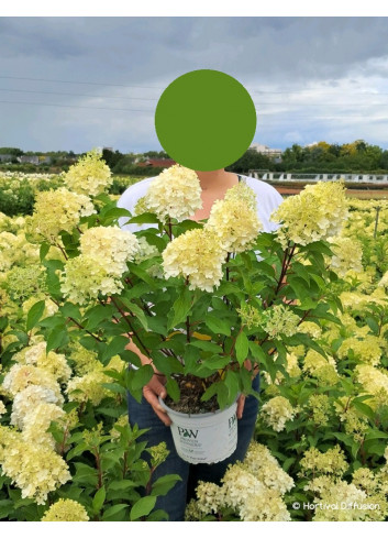 HYDRANGEA paniculata En pot de 4-5 litres